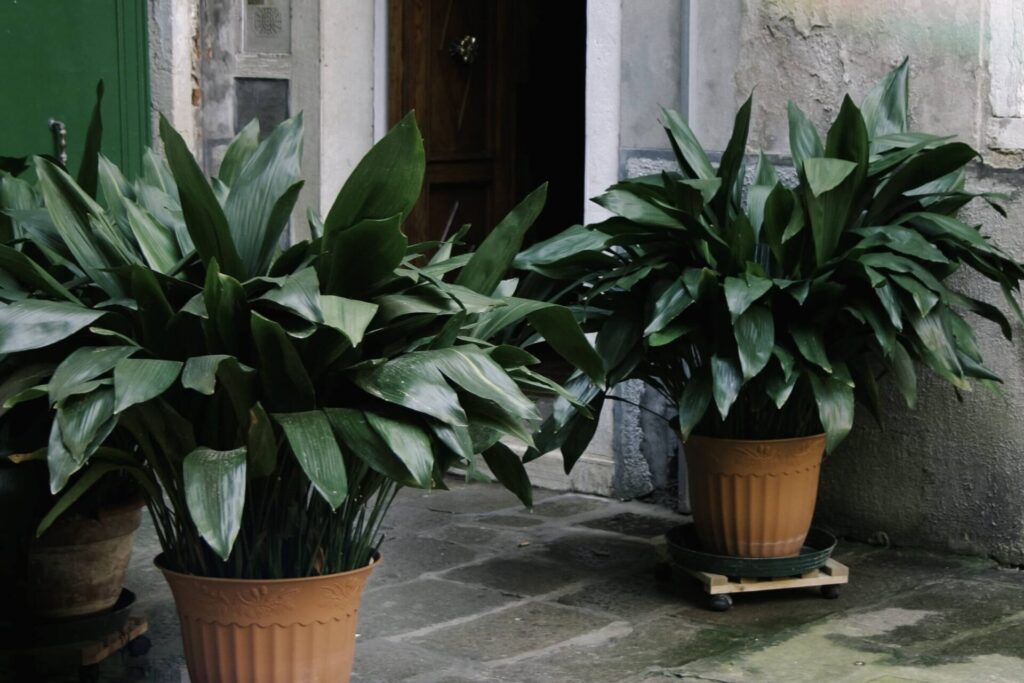 Aspidistra wyniosła