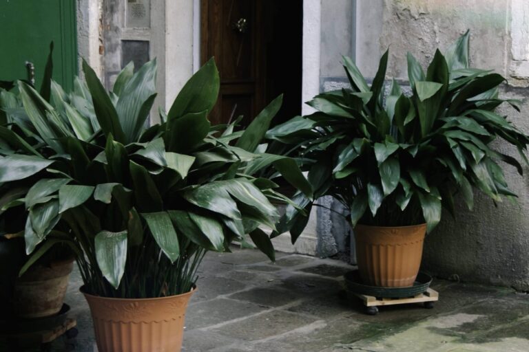 Aspidistra wyniosła