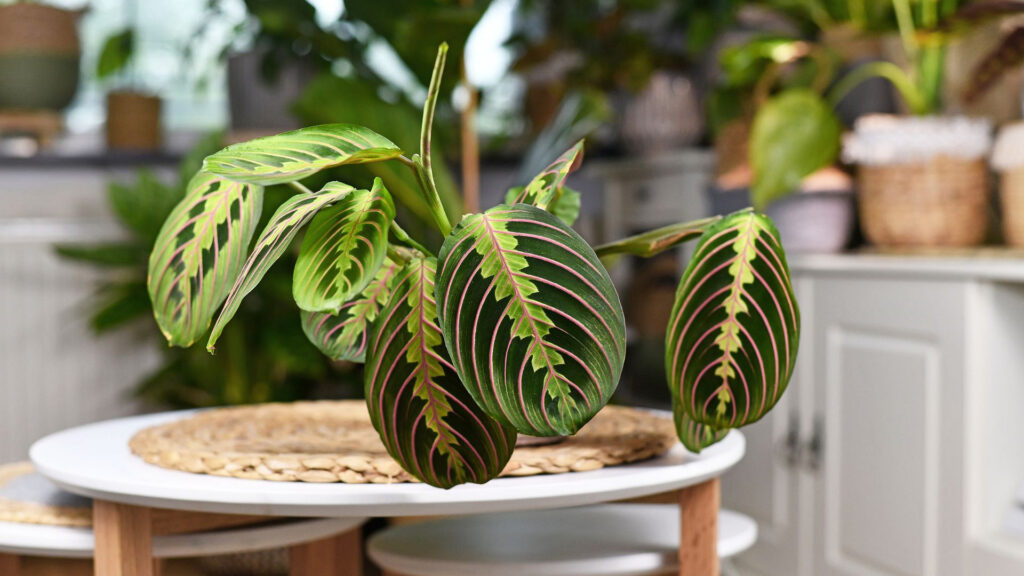 Maranta