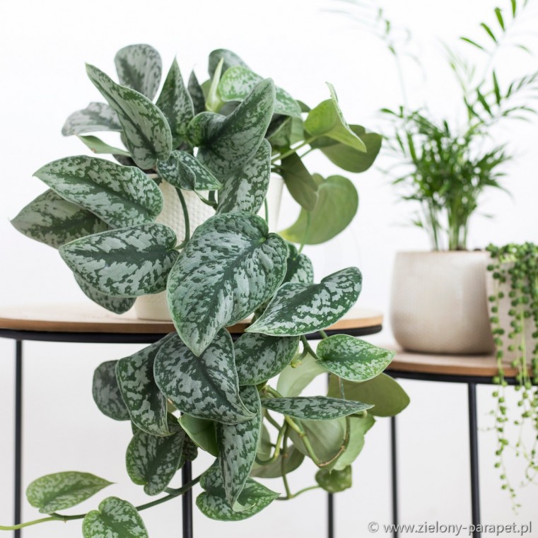 Scindapsus