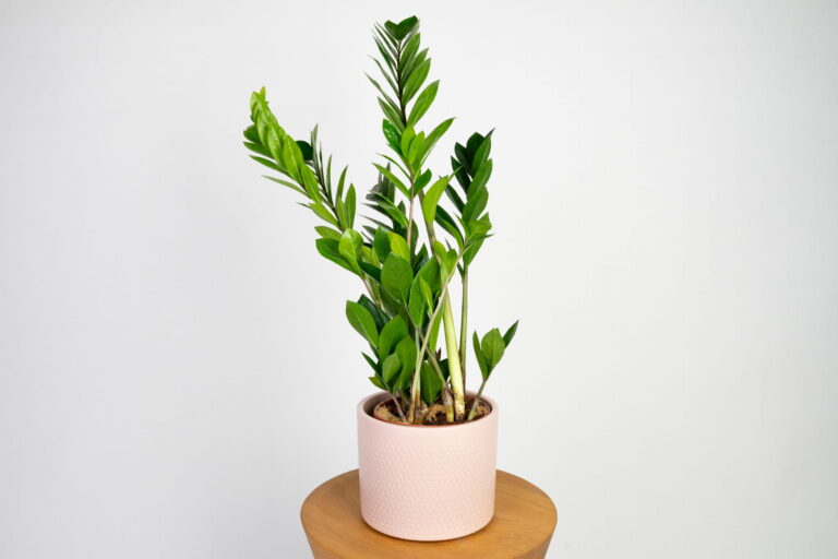 Zamioculcas